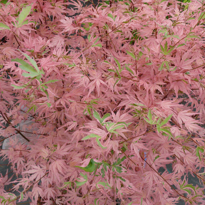 Acer Iyoshi Deciduous Japanese Maple Tree for Patio Garden Ready in Plant 20-30cm incl. Pot