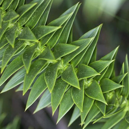Araucaria Araucana Monkey Puzzle Tree Outdoor Garden Strong Healthy Plant in Pot