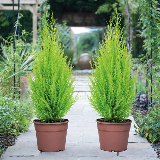 Cupressus Plant Conifer Wilma Goldcrest Lemon Scented Evergreen 10.5cm Pots