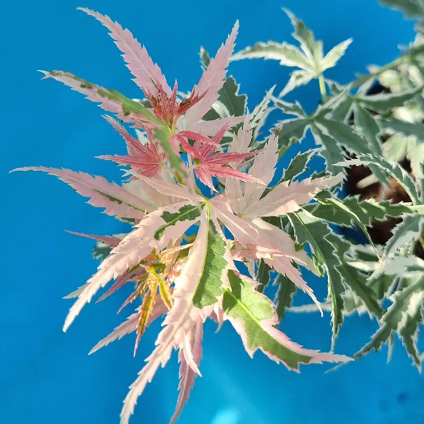 Acer Iyoshi Deciduous Japanese Maple Tree for Patio Garden Ready in Plant 20-30cm incl. Pot