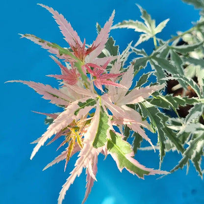 Acer Iyoshi Deciduous Japanese Maple Tree for Patio Garden Ready in Plant 20-30cm incl. Pot