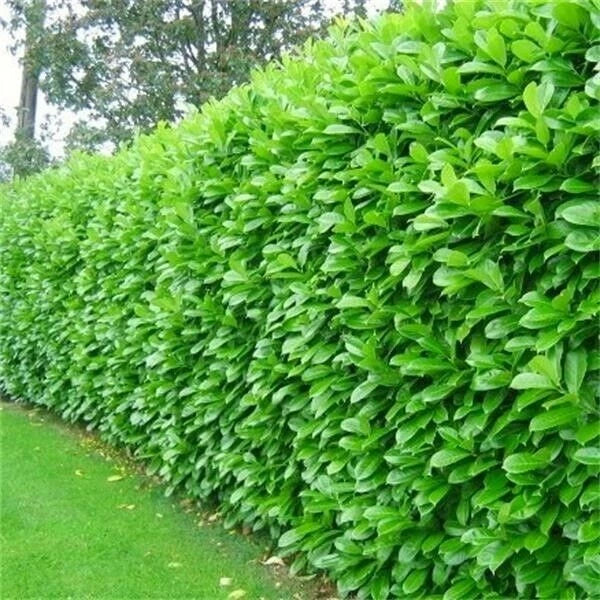 40x Cherry Laurel Hedging Plants 30-50cm Tall Potted