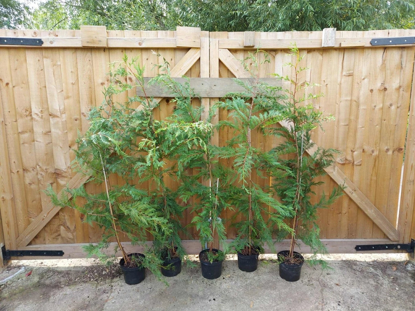 leylandii evergreen hedging 30 x 5-6ft plants 5L potted