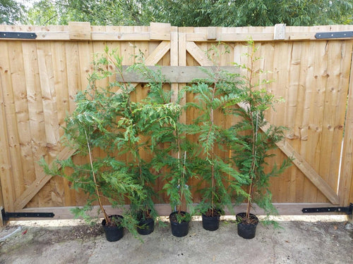 leylandii evergreen hedging 30 x 5-6ft plants 5L potted