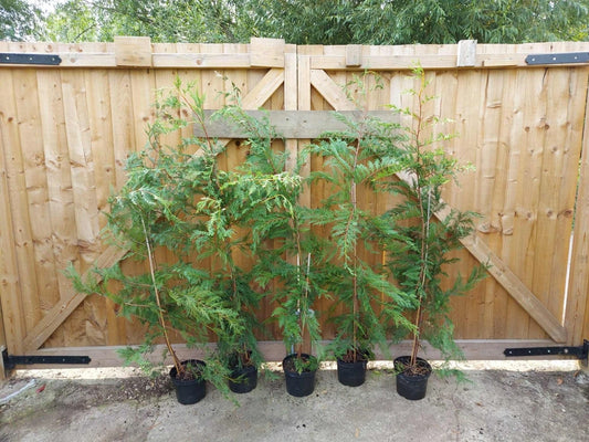 leylandii evergreen hedging 30 x 5-6ft plants 5L potted