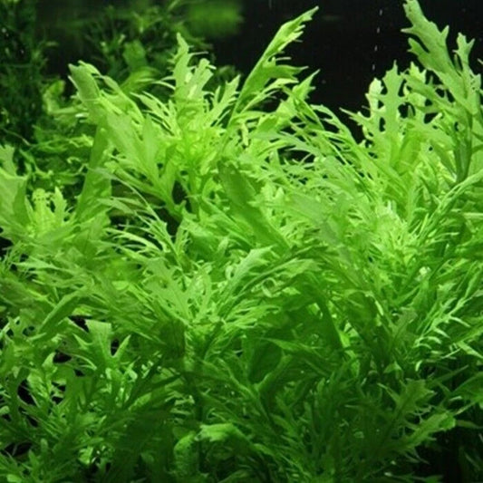 Hygrophila Difformis (5x) Water Wisteria Live Aquarium Plant Tropical