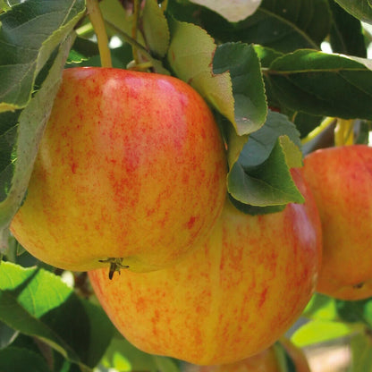Patio Fruit Tree Plants Garden Collection 5 Different Varieties 5 x 9cm Pots
