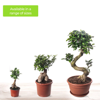 Ficus Ginseng Bonsai Tree Tall Indoor Plants Exotic Large Trees For Your Home