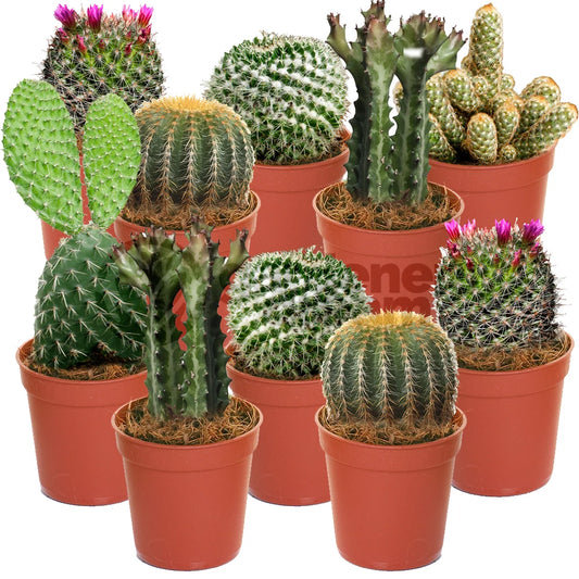Cactus Mix - 10 Plants - House / Office Live Indoor Pot Plant - Ideal Gift