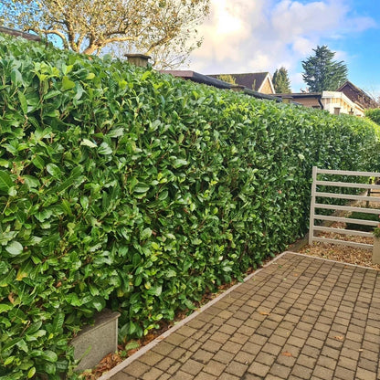 25x Laurel Garden Evergreen hedge plants bare root hedging 3-4ft