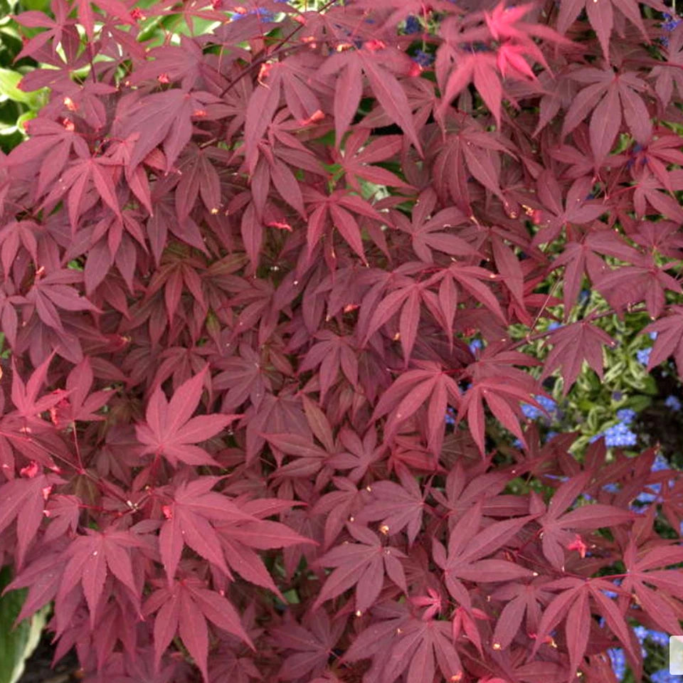 Acer 'Atropurpureum' palmatum Japanese Maple Deciduous Garden Plant In Pot