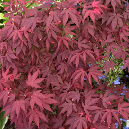 Acer 'Atropurpureum' palmatum Japanese Maple Deciduous Garden Plant In Pot