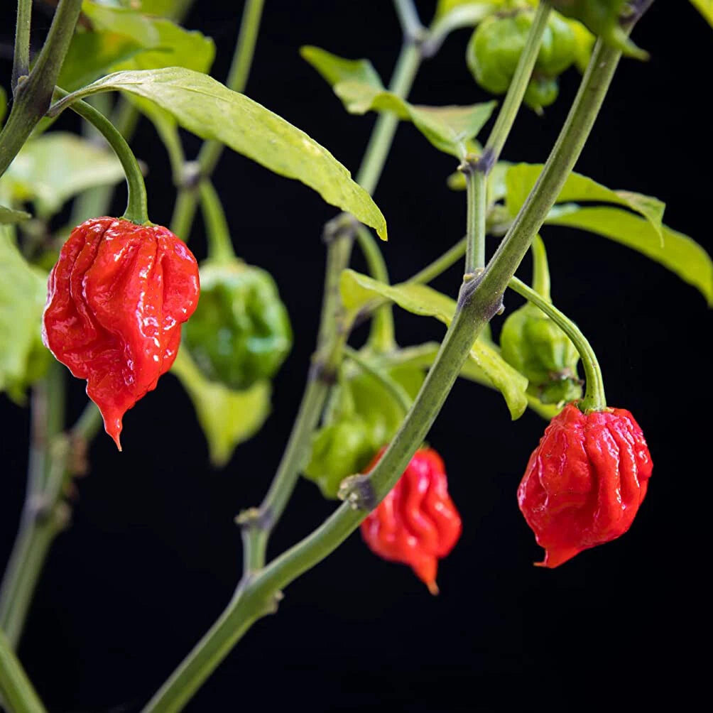 Chilli Plants - 'Carolina Reaper' - 3 x Large Plug Plant Pack