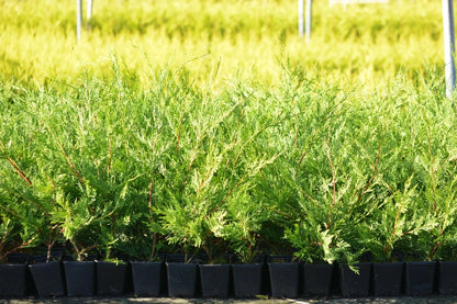 10x LEYLANDII GOLD | EVERGREEN CONIFER HEDGING 30-60cm