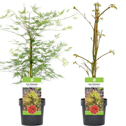 Acer palmatum dissectum 'Emerald Lace' | Japanese Maple Deciduous Tree In Pot