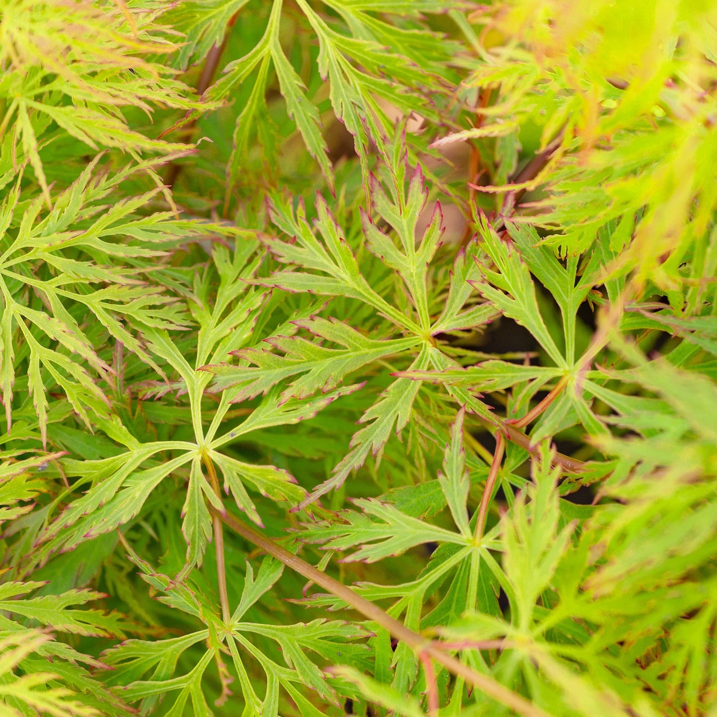 Acer palmatum dissectum 'Emerald Lace' | Japanese Maple Deciduous Tree In Pot