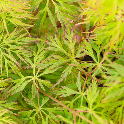 Acer palmatum dissectum 'Emerald Lace' | Japanese Maple Deciduous Tree In Pot