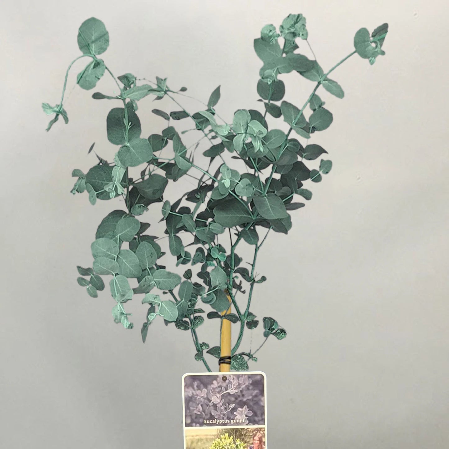 Eucalyptus gunnii Tree, Cider Gum, Potted Ornamental Trees for Small Gardens (70-80cm incl.pot)