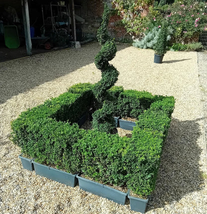 Buxus sempervirens (common box) instant hedging plants in troughs 50cm long