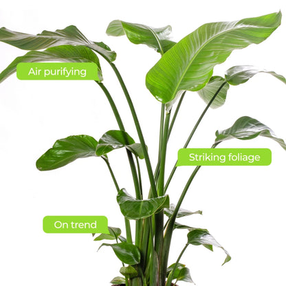 Strelitzia Nicolai Large Indoor House Plant Real Evergreen Tall Exotic Plants
