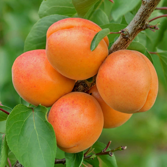 Apricot Fruit Tree Deciduous Outdoor White Flowering Hardy Garden Prunus in Pot