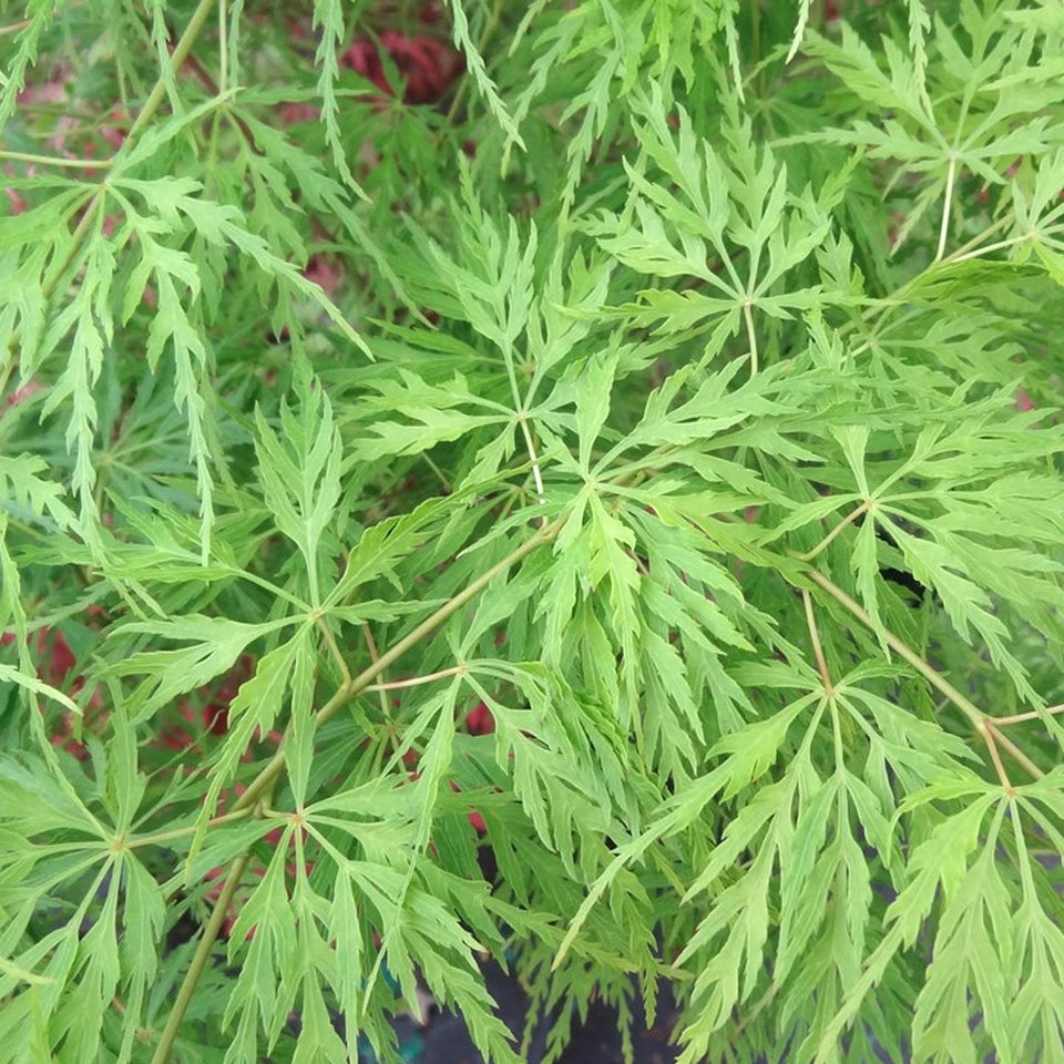 Acer palmatum dissectum 'Emerald Lace' | Japanese Maple Deciduous Tree In Pot
