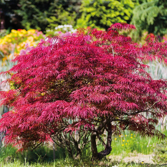 Acer Palmatum Atropurpureum Hardy Japanese Garden Maple Tree 9cm Plant Pot
