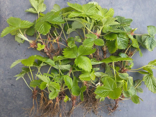 20 X Russian Wild Strawberry Plants! Berries All Year Round! No Care Needed