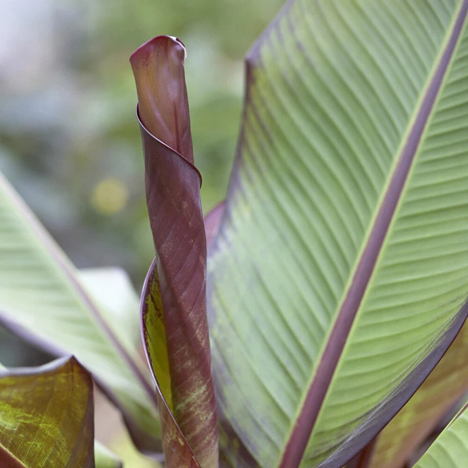 Ensete ventricosum Maurelii - Red Abyssinian Banana - Plant in 10.5 cm Pot