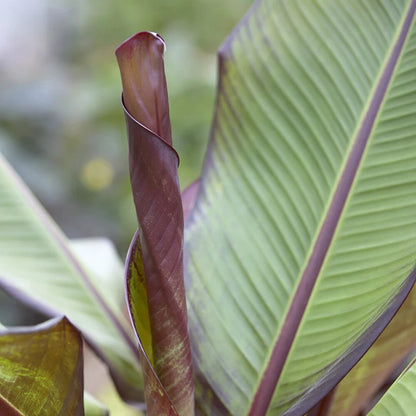 Ensete ventricosum Maurelii - Red Abyssinian Banana - Plant in 10.5 cm Pot