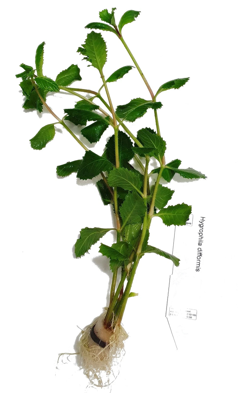 Hygrophila Difformis (5x) Water Wisteria Live Aquarium Plant Tropical