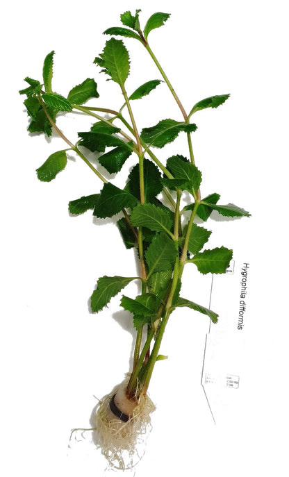 Hygrophila Difformis (5x) Water Wisteria Live Aquarium Plant Tropical