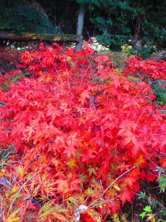 4ft inc. pot Japanese Maple Acer Osakazuki - 10litre