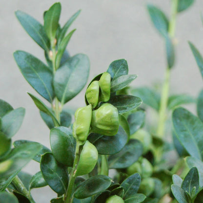 Box Hedging Plants 20-40cm Buxus Sempervirens Dense Evergreen Hedge Potted