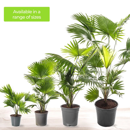 Livistona Fan Palm Large Indoor Tropical House Plant Real Evergreen Tall Plants