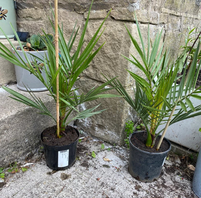 Pair of Hardy Phoenix Palm Canariensis Exotic Trees 60-80cm Tall in a 14cm Pot