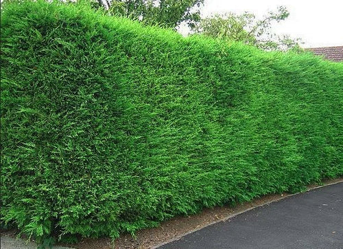10x Large 4-5ft Green Leylandii Evergreen Hedging Plants - 3L Potted