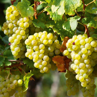 3 x Grape Vine Plant Mix - Garden Climbing Fruit Plant Grow Your Own Grapevine