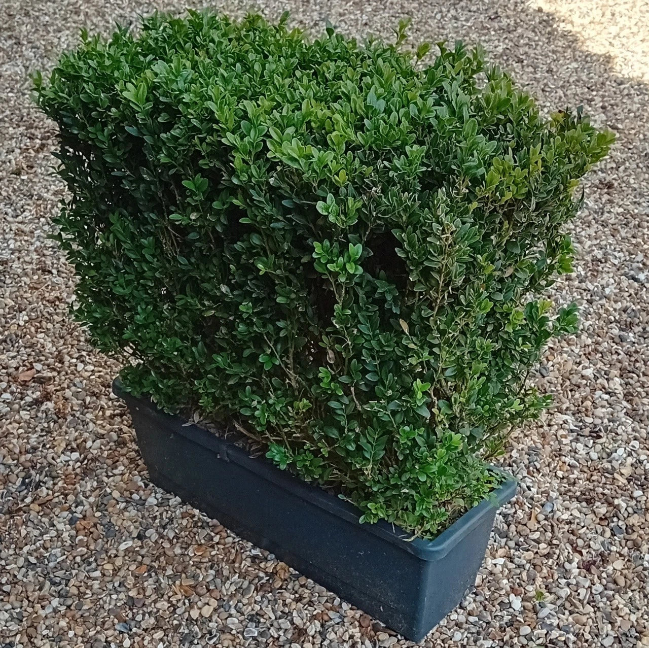 Buxus sempervirens (common box) instant hedging plants in troughs 50cm long