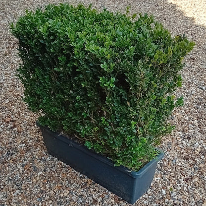 Buxus sempervirens (common box) instant hedging plants in troughs 50cm long