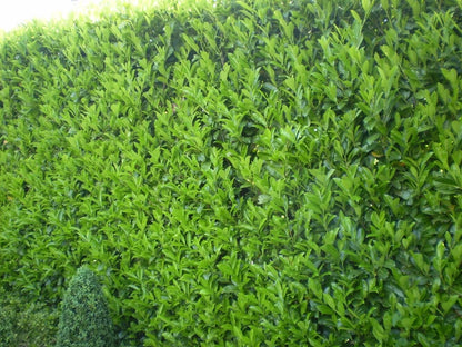 25x Laurel Garden Evergreen hedge plants bare root hedging 3-4ft