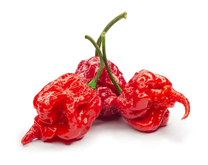 Chilli Plants - 'Carolina Reaper' - 3 x Large Plug Plant Pack