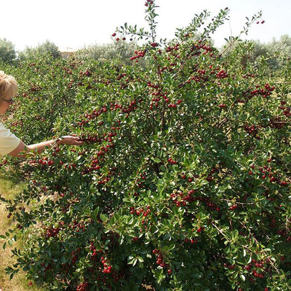 Cherry Bush 'Porthos' Prunus Avium Plant in 3L Pot