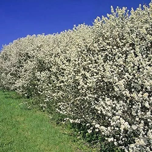 10x Hawthorn Hedging Plants, Wildlife Friendly 2-3ft In 1L Pot, Hawthorne Hedges