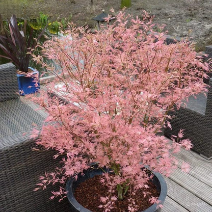 Acer palmatum Taylor - Japanese Maple | Large Outdoor Garden Ready Tree in Pot