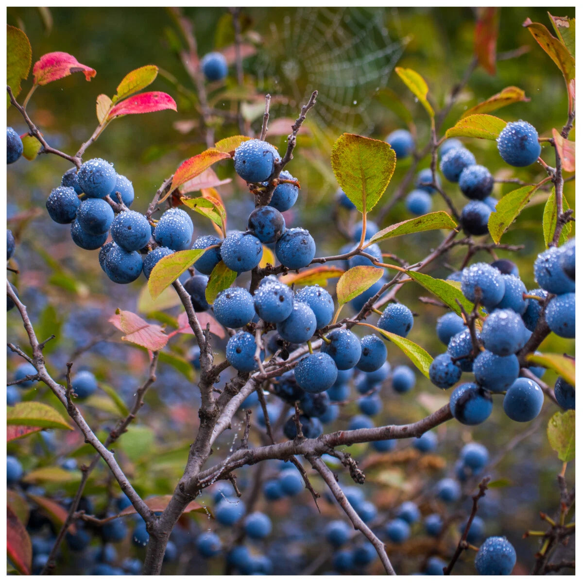 25 Blackthorn Hedging 2-3ft, Prunus Spinosa,Native Flowering Sloe Berry Hedge