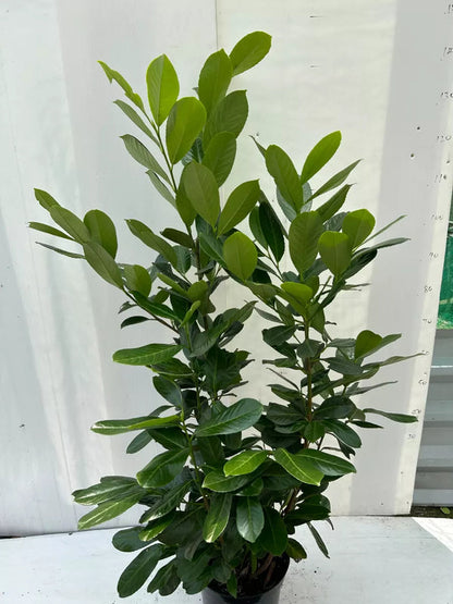 150cm Potted Cherry Laurel 5L potted 5ft Single Plant