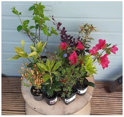 5 x Mixed Established Garden Shrubs In 9cm Pots