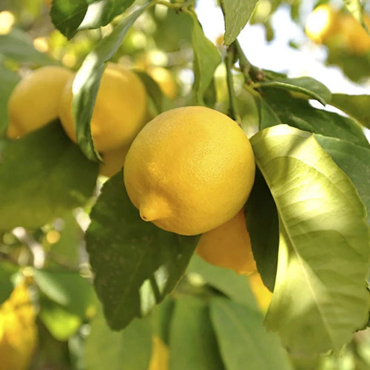 Lemon Lunario, Fragrant and Fruiting, 70-90cm Tall, 4L Potted