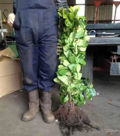 2-3ft Cherry Laurel Hedging Evergreen Plants Bare Root Multi Stem A+ Grade